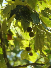 Platanus mexicana