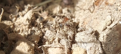 Pheidole crassicornis