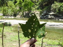 Platanus mexicana