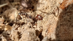 Pheidole crassicornis