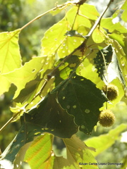 Platanus mexicana