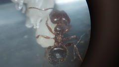Pheidole crassicornis