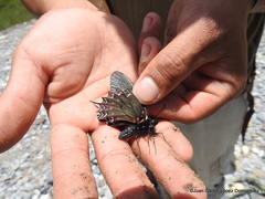 Mimoides thymbraeus thymbraeus