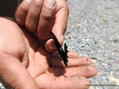 Mimoides thymbraeus thymbraeus