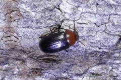 Neomida