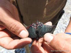 Mimoides thymbraeus thymbraeus