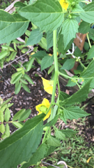 Physalis philadelphica