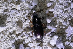 Harpalus