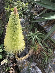 Agave bracteosa