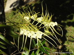 Brassia verrucosa