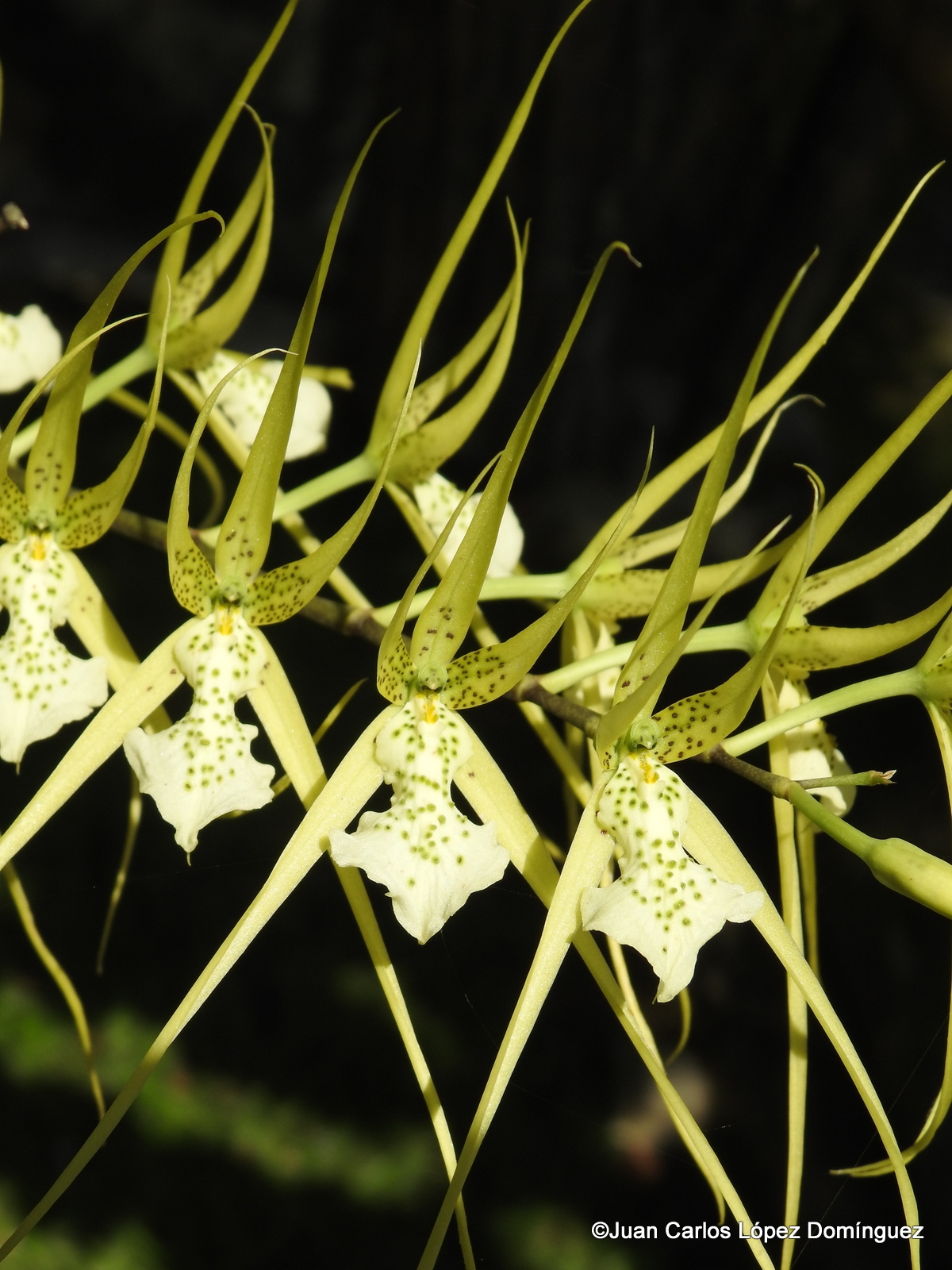 Brassia