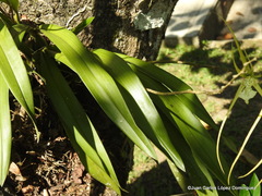 Brassia verrucosa