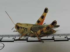 Melanoplus ponderosus
