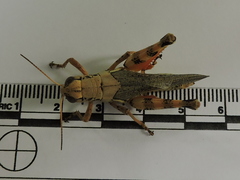 Melanoplus ponderosus
