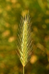 Hordeum secalinum