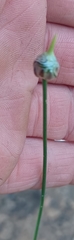 Allium