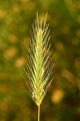 Hordeum secalinum