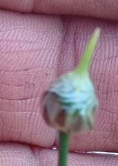 Allium