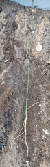 Allium