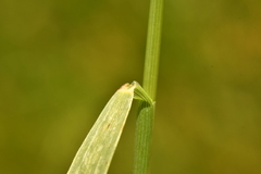 Hordeum secalinum