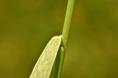 Hordeum secalinum