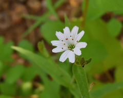 Pseudostellaria