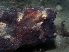 Ogcocephalus nasutus