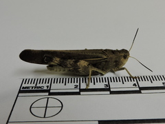 Arphia simplex