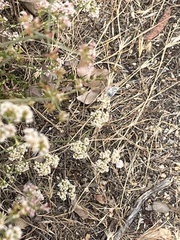 Euphilotes battoides