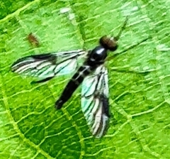 Atrichops crassipes