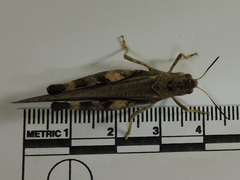 Arphia simplex
