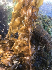 Desmarestia herbacea