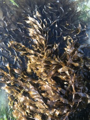 Desmarestia herbacea