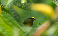 Euphonia mesochrysa