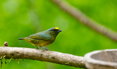 Euphonia mesochrysa