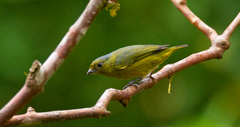 Euphonia mesochrysa