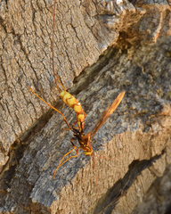 Megarhyssa macrurus icterosticta