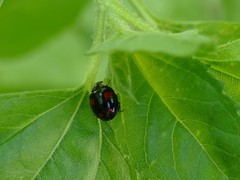 Harmonia axyridis
