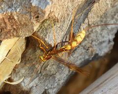 Megarhyssa macrurus icterosticta
