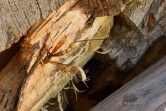 Megarhyssa macrurus icterosticta