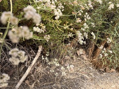 Euphilotes battoides