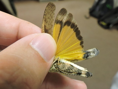 Arphia simplex