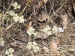 Euphilotes battoides