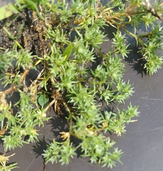 Scleranthus