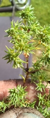 Scleranthus