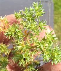 Scleranthus