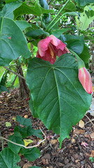 Thespesia grandiflora