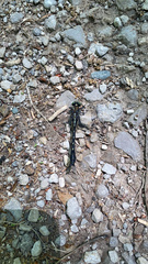 Hylogomphus adelphus