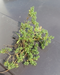 Scleranthus