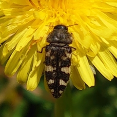 Acmaeodera diffusa